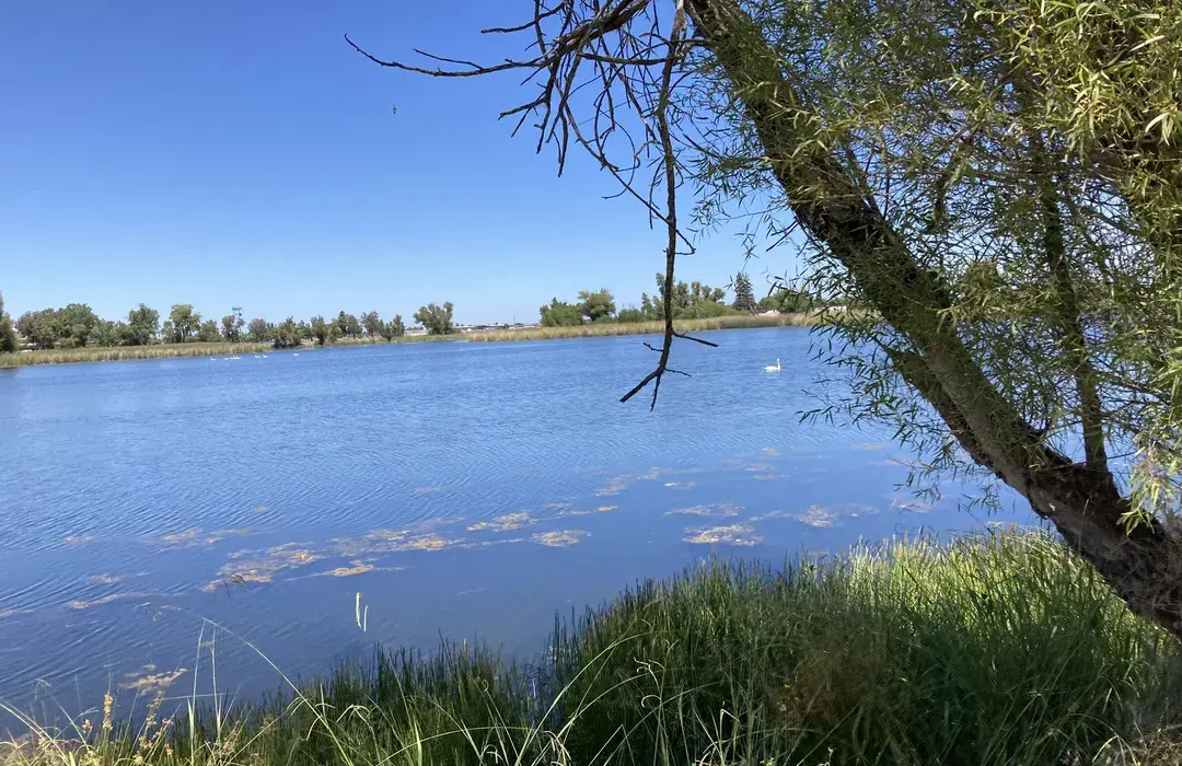 Scenic view of Mather Lake with calm water, greenery, and surrounding trees in Mather, CA
